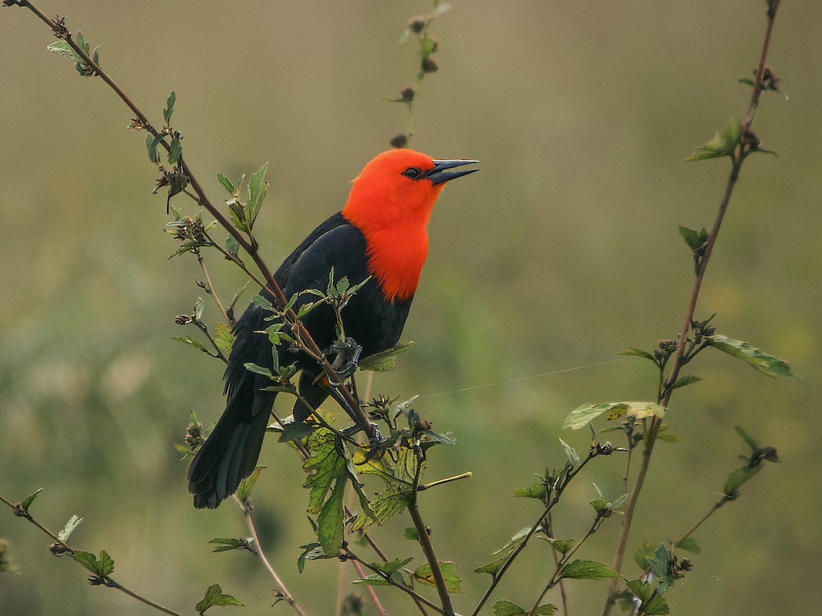 Scarlet-headed Blackbird - ML288449851