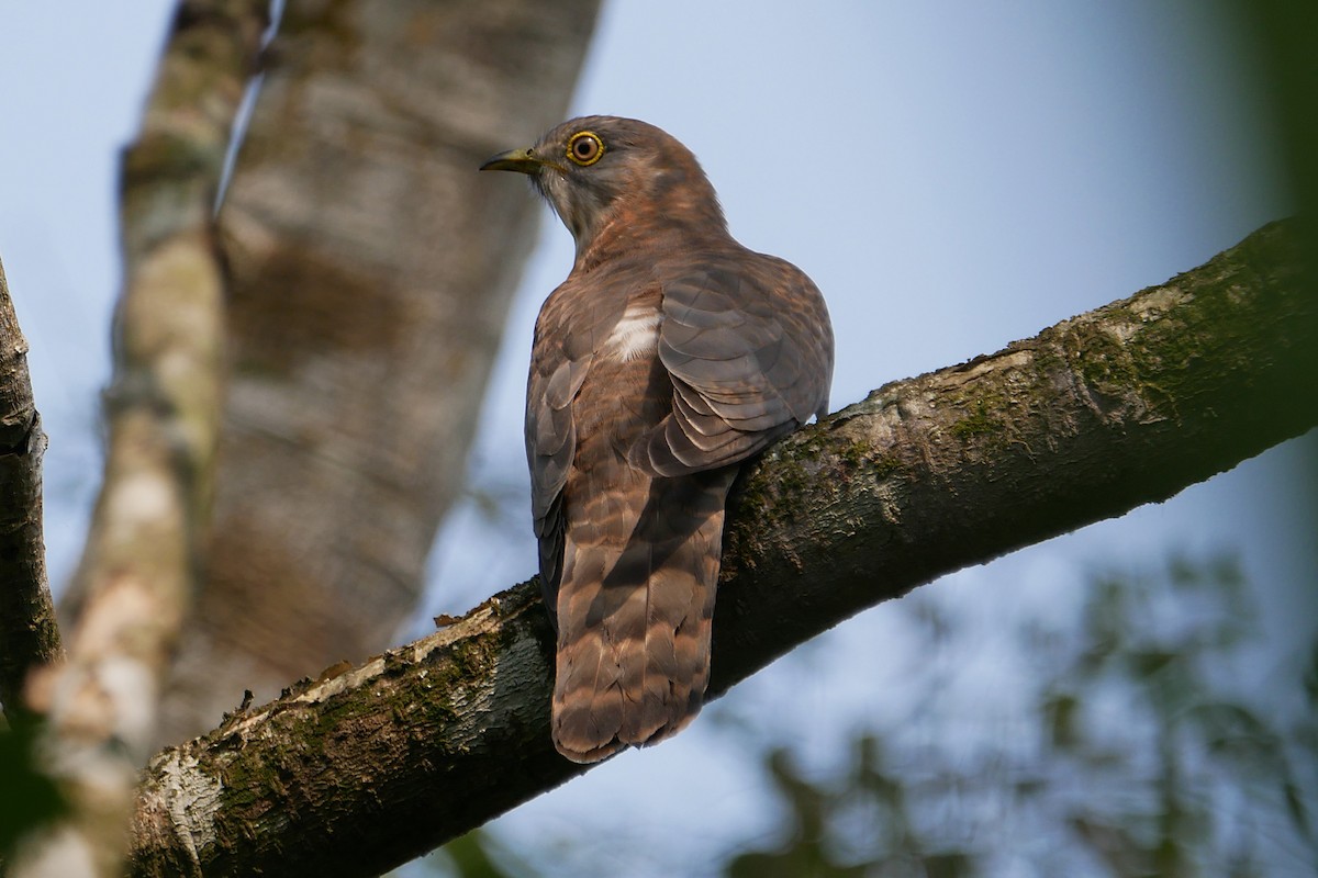 Common Hawk-Cuckoo - ML288450261