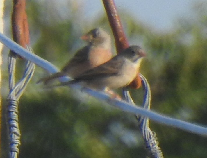 Gray-necked Bunting - ML288450541