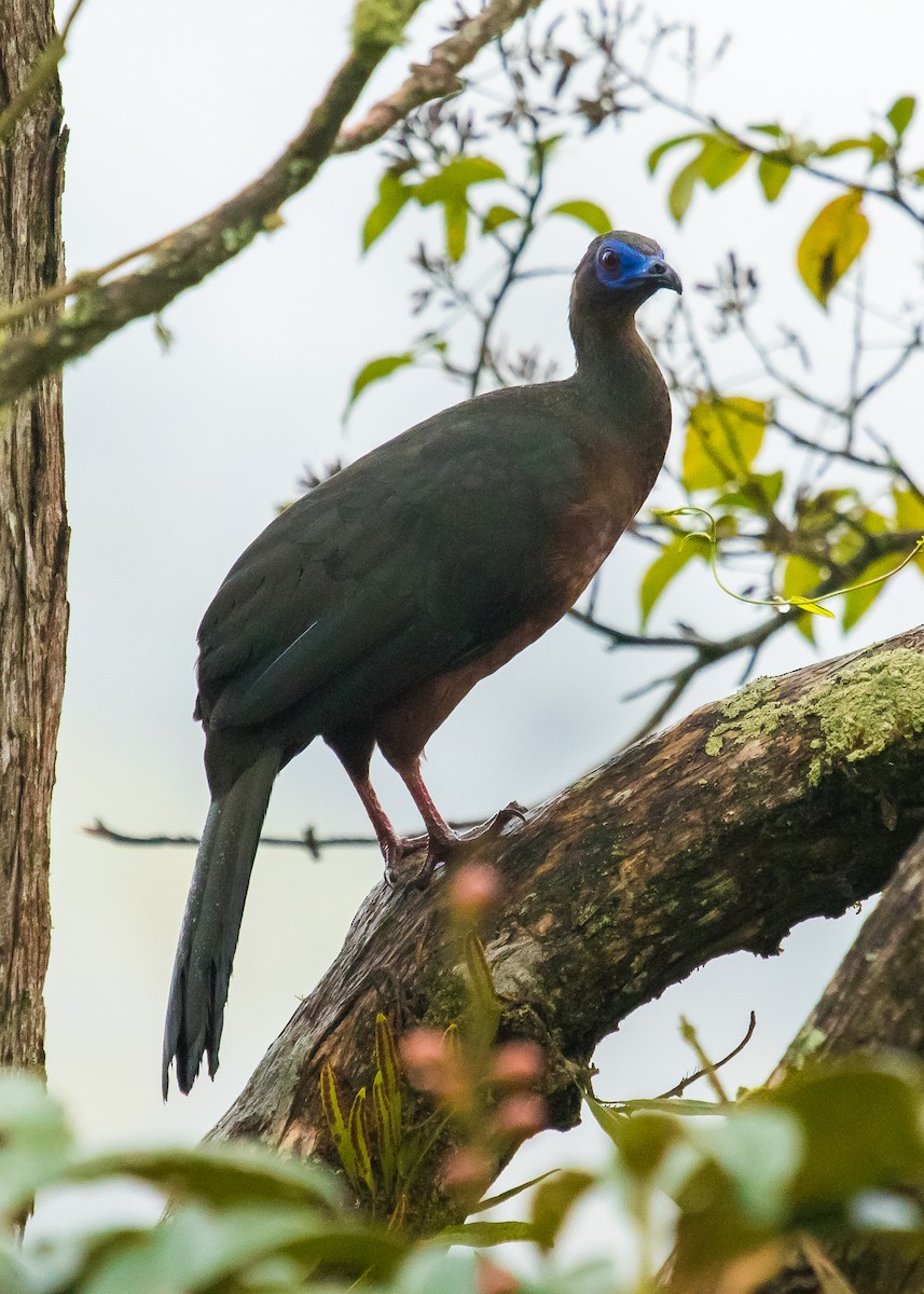 Sickle-winged Guan - David Monroy Rengifo