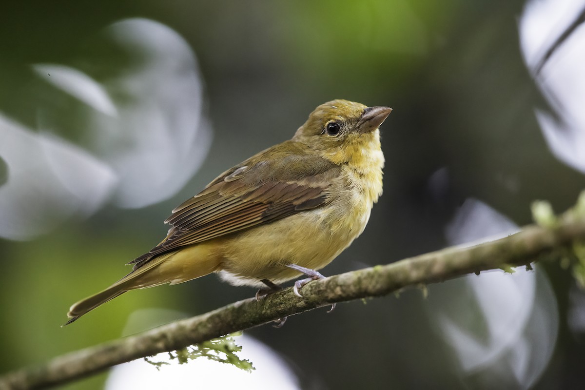 Summer Tanager - Nick Athanas