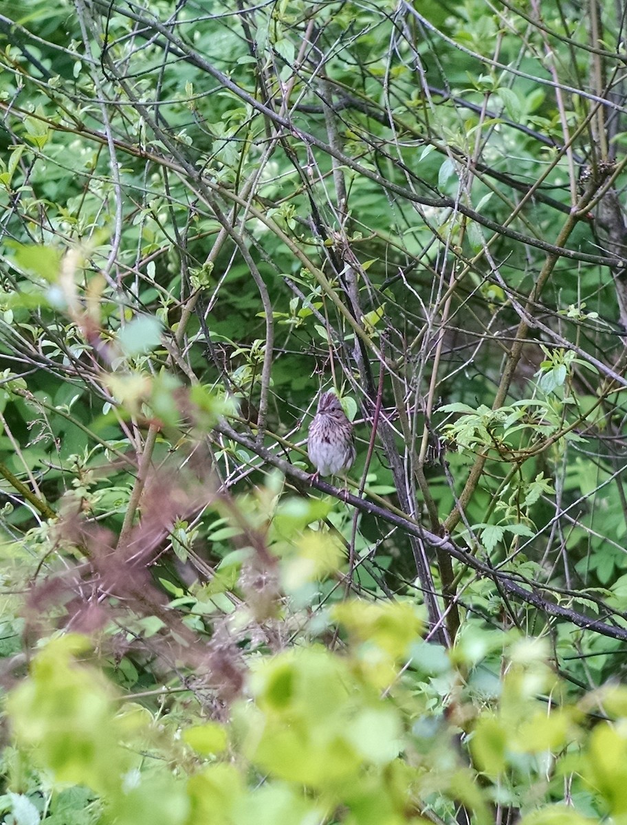 Lincoln's Sparrow - ML28845231