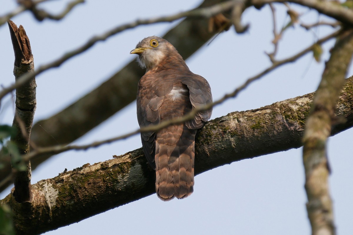 Common Hawk-Cuckoo - Sandeep Biswas