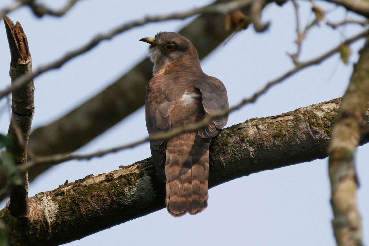 Common Hawk-Cuckoo - ML288456231