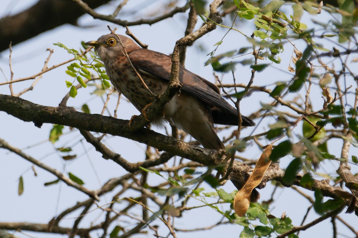 Common Hawk-Cuckoo - ML288456241
