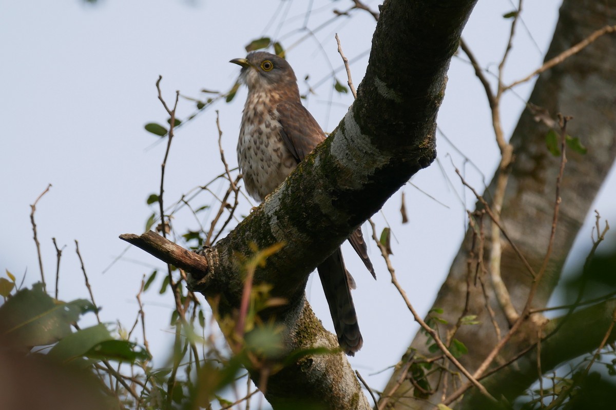 Common Hawk-Cuckoo - ML288456251