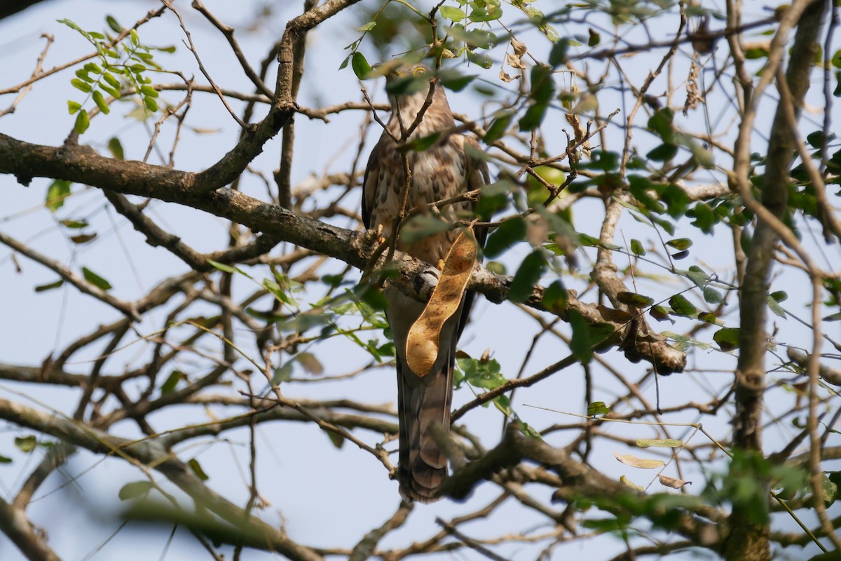 Common Hawk-Cuckoo - ML288456271