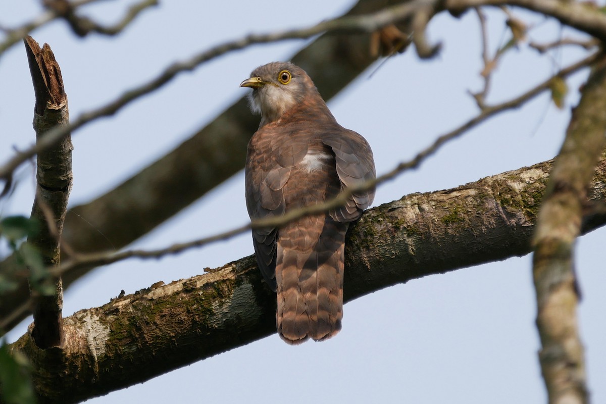 Common Hawk-Cuckoo - ML288456281