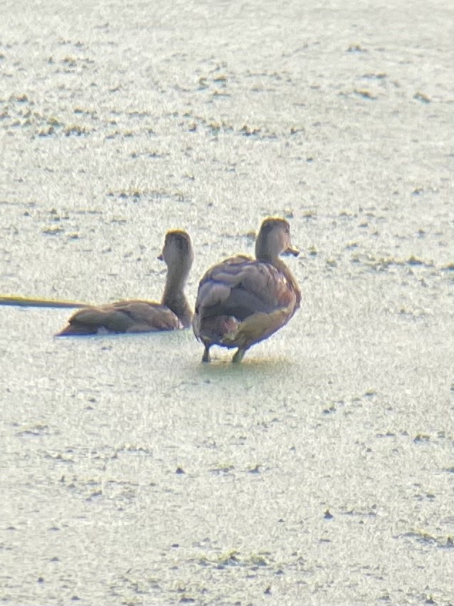 Lesser Whistling-Duck - ML288457341