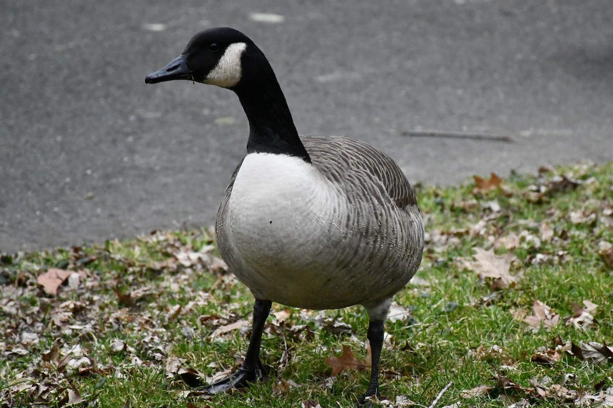 Canada Goose - ML288457681