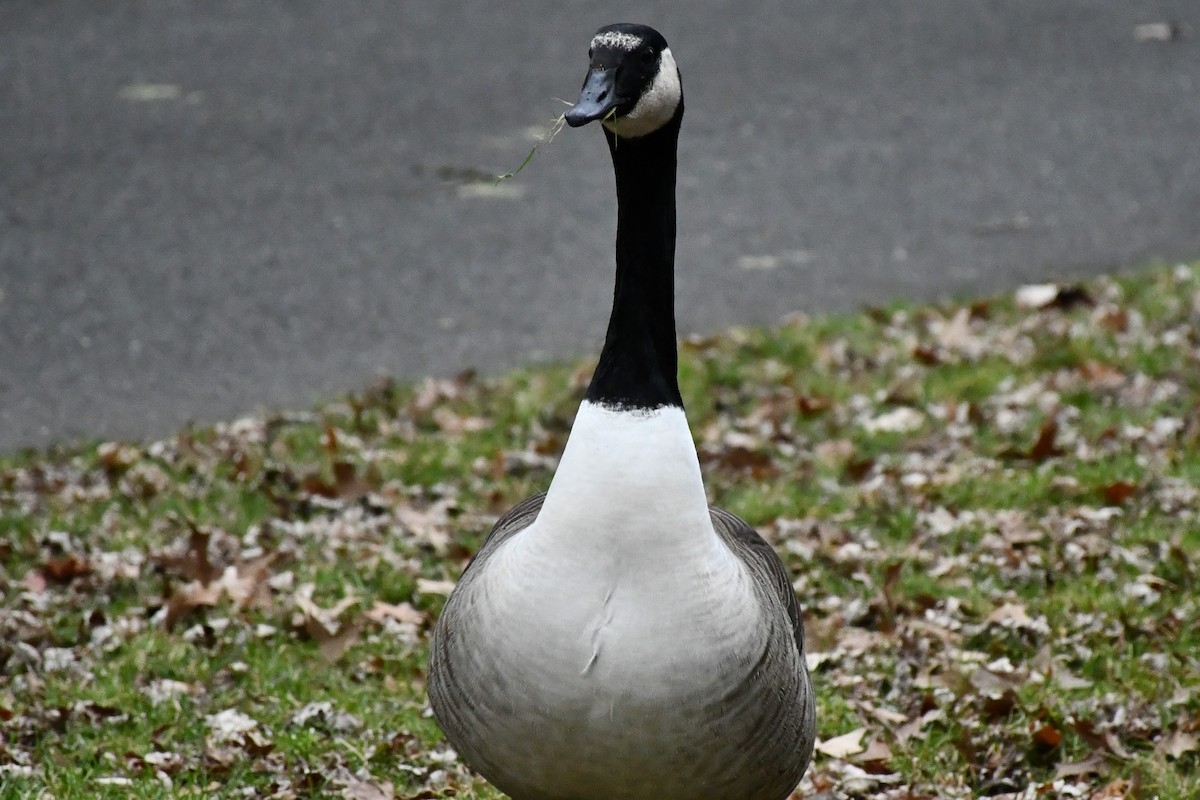 Canada Goose - ML288457721