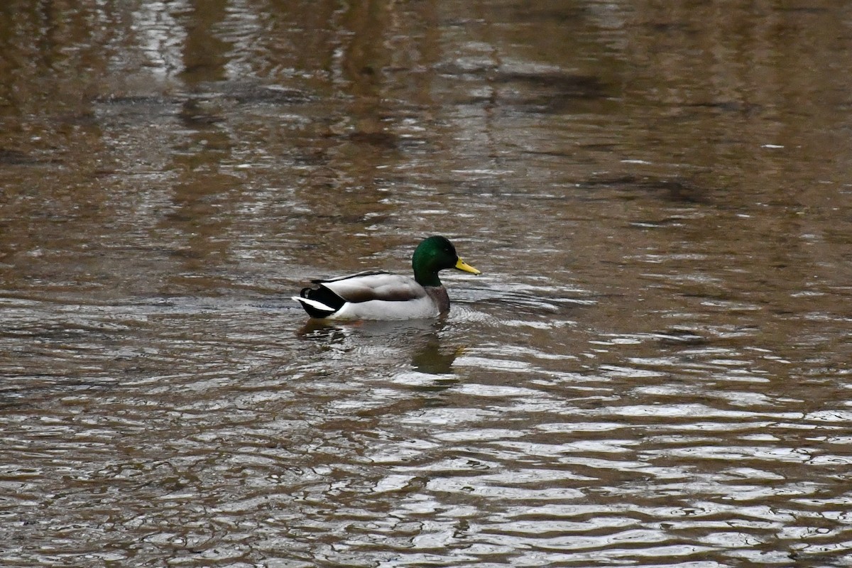 Mallard - ML288457761