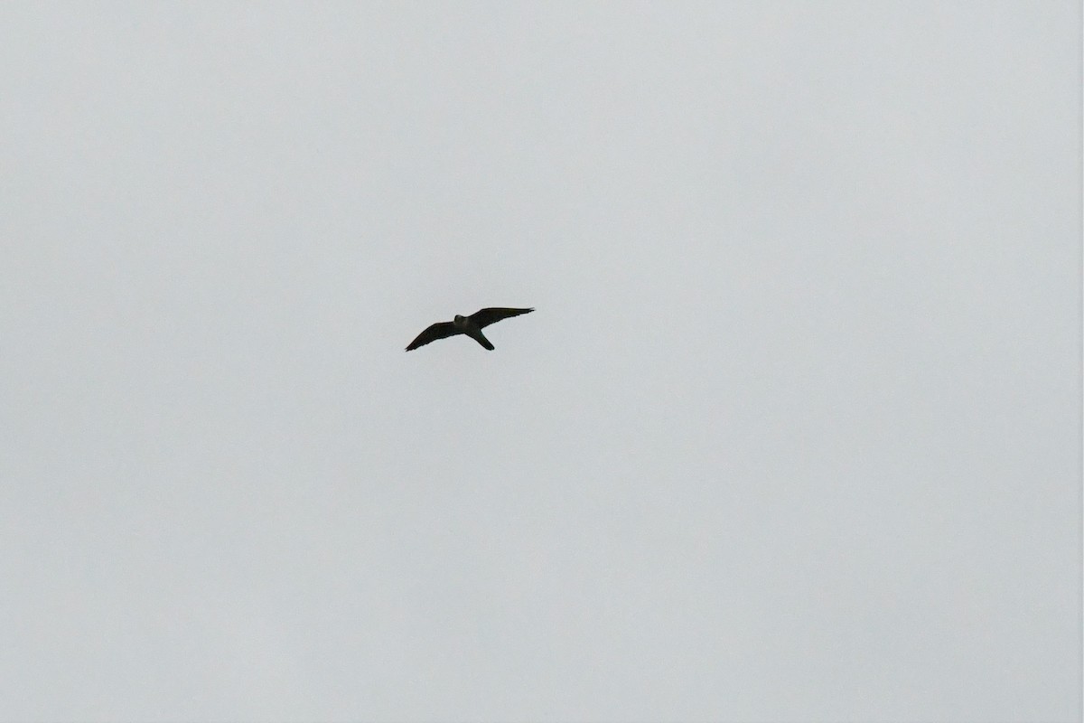 Peregrine Falcon - Brian Kenney