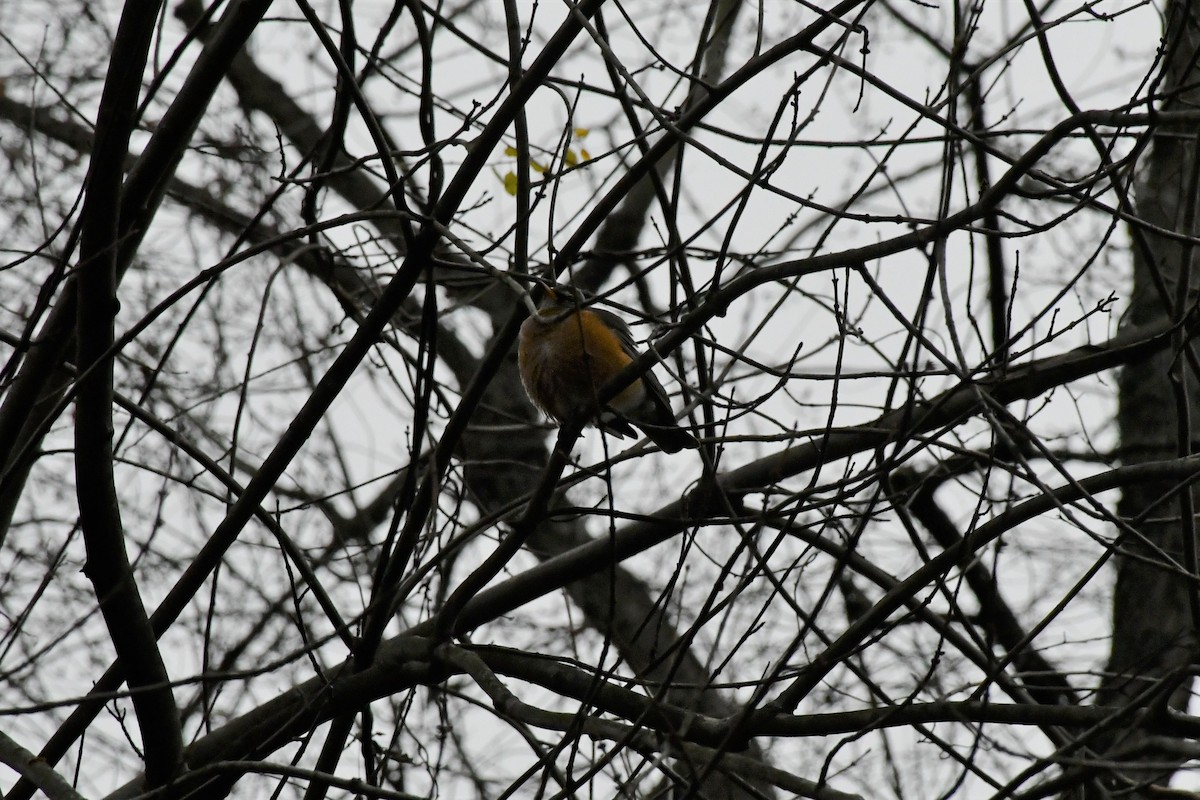 American Robin - ML288457891