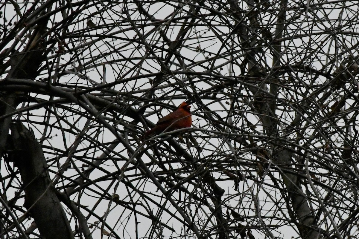 Northern Cardinal - ML288457951