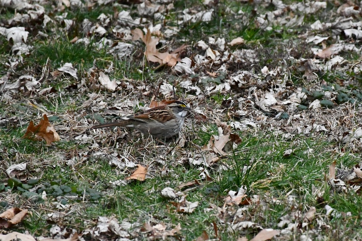 White-throated Sparrow - ML288458421