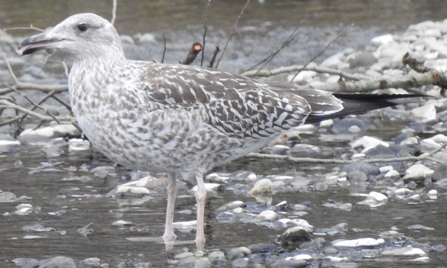 Lesser Black-backed Gull - Jiří Šafránek