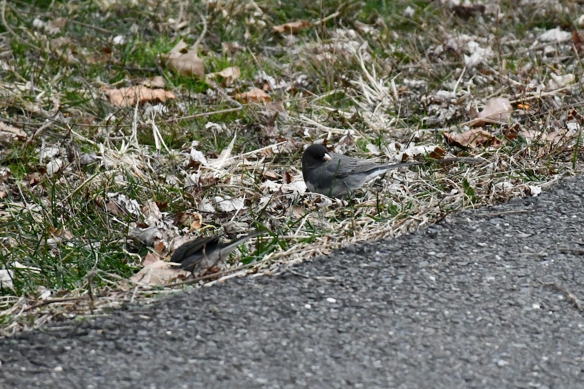 Dark-eyed Junco - Brian Kenney