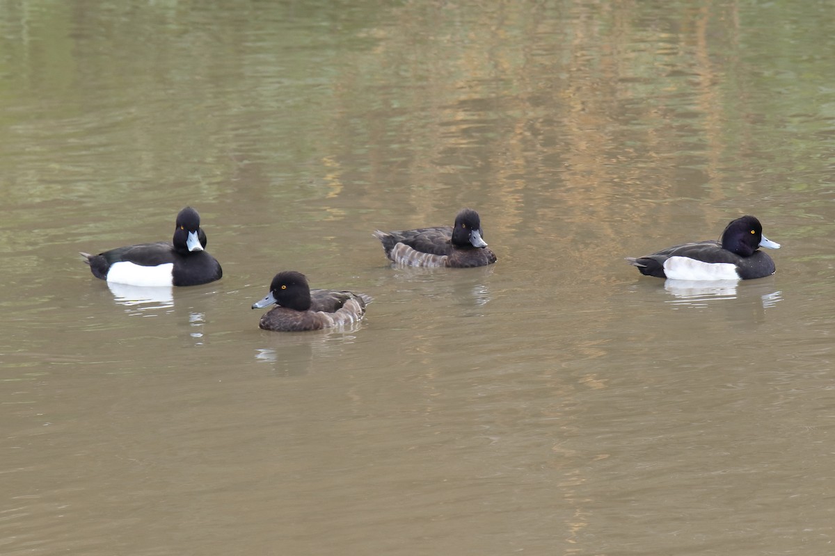 Tufted Duck - Antonio Espin Fernandez