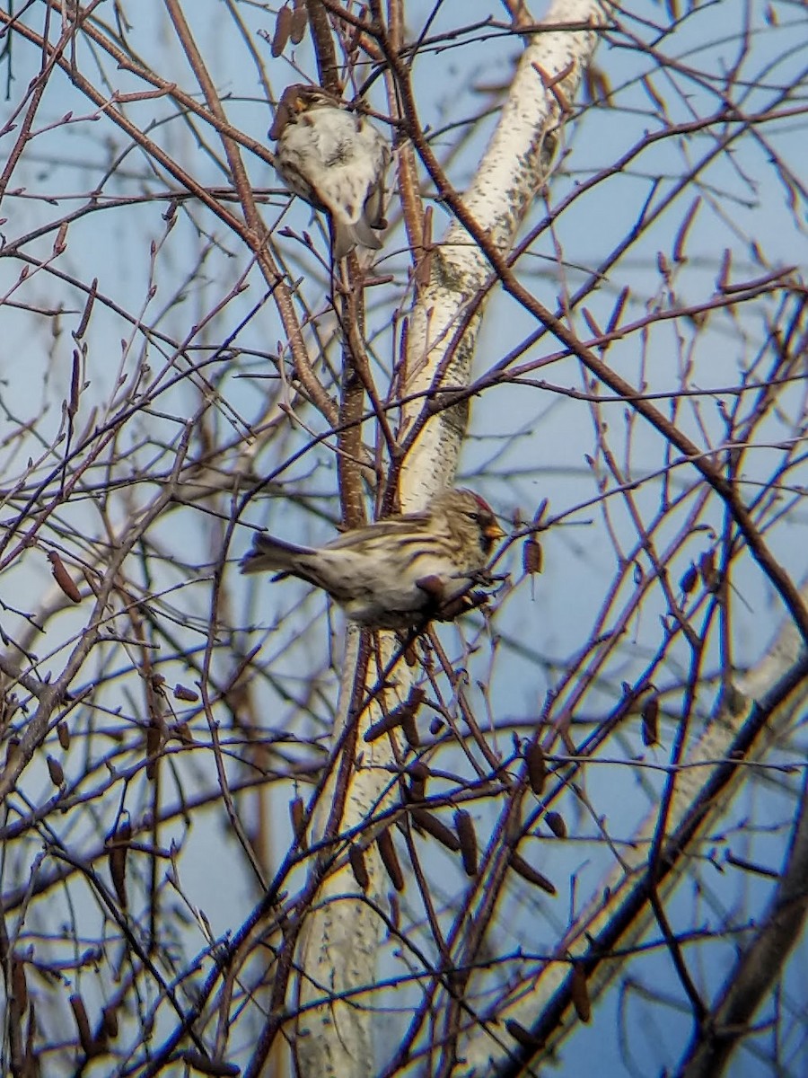 Common Redpoll - ML288459561