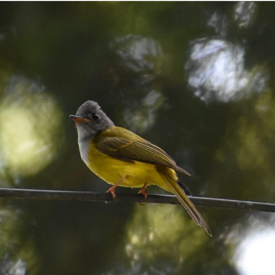 Gray-headed Canary-Flycatcher - ML288459911