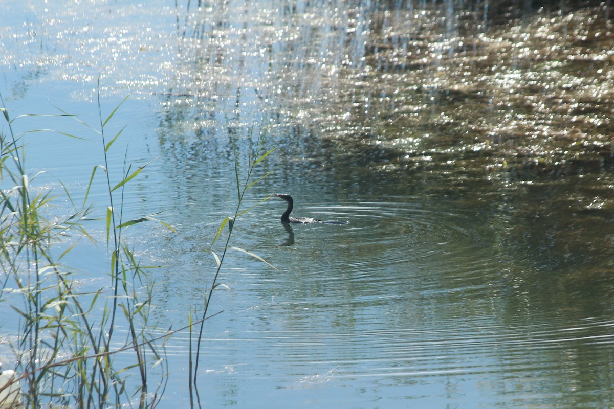 Long-tailed Cormorant - ML288460301