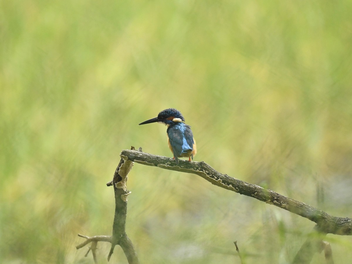 Common Kingfisher - ML288461051