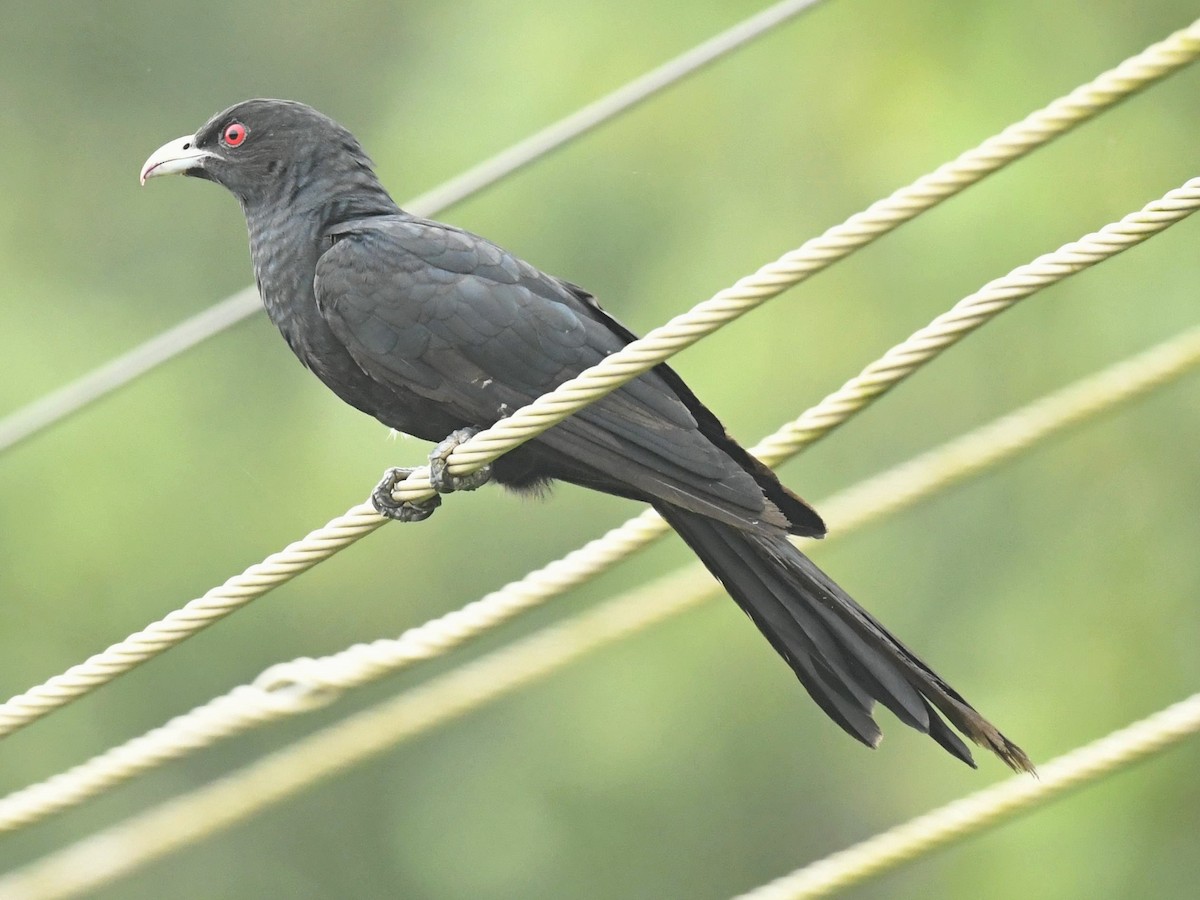 Asian Koel - ML288461071