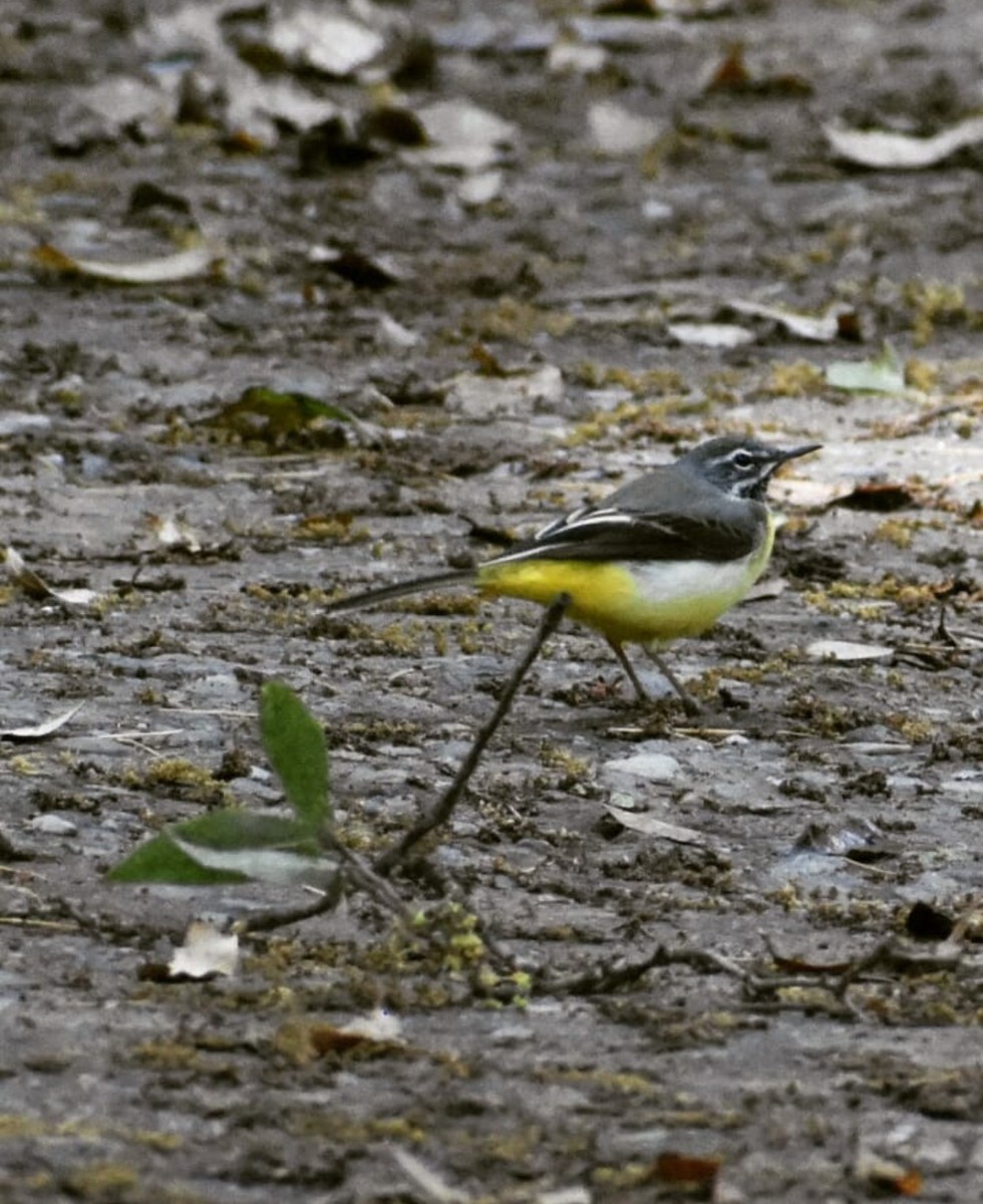 wagtail sp. - ML288461131