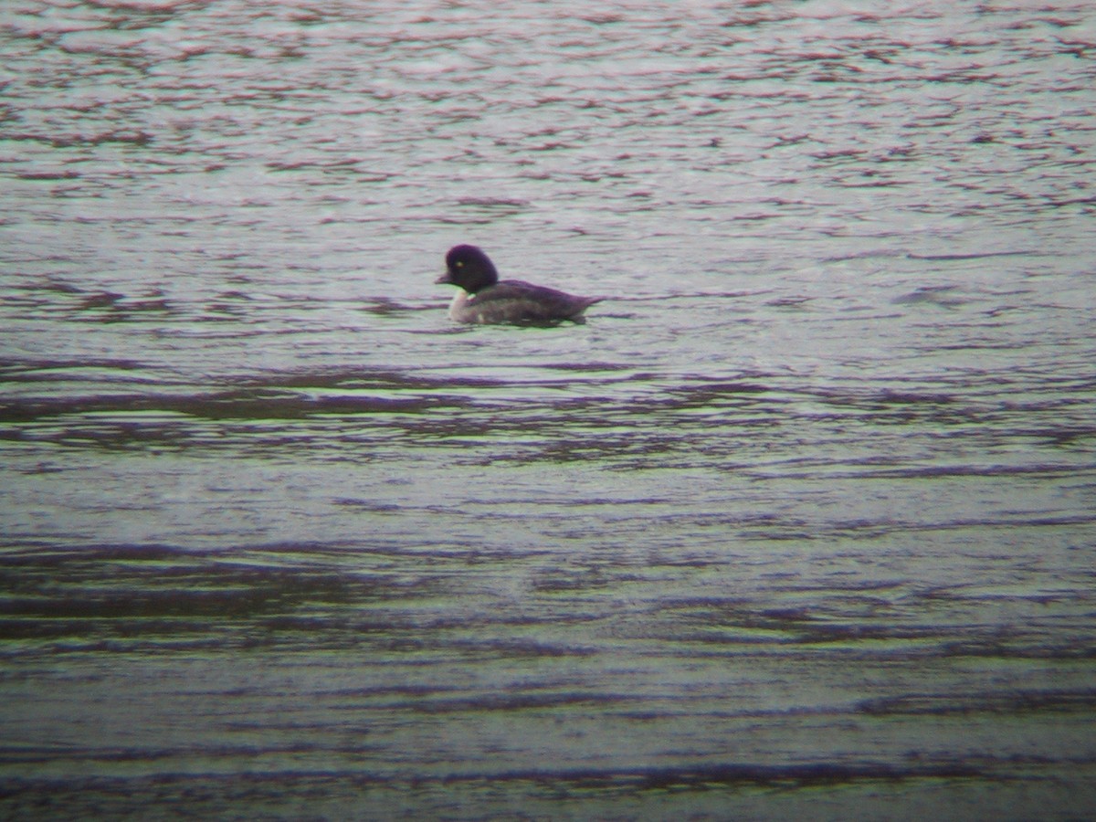 Barrow's Goldeneye - Andy Wilson