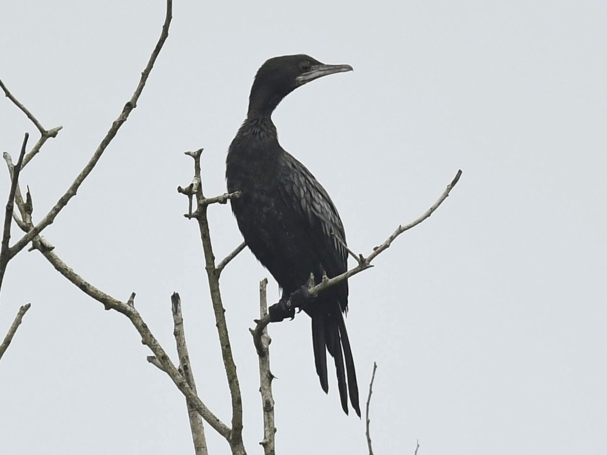 Little Cormorant - ML288461301