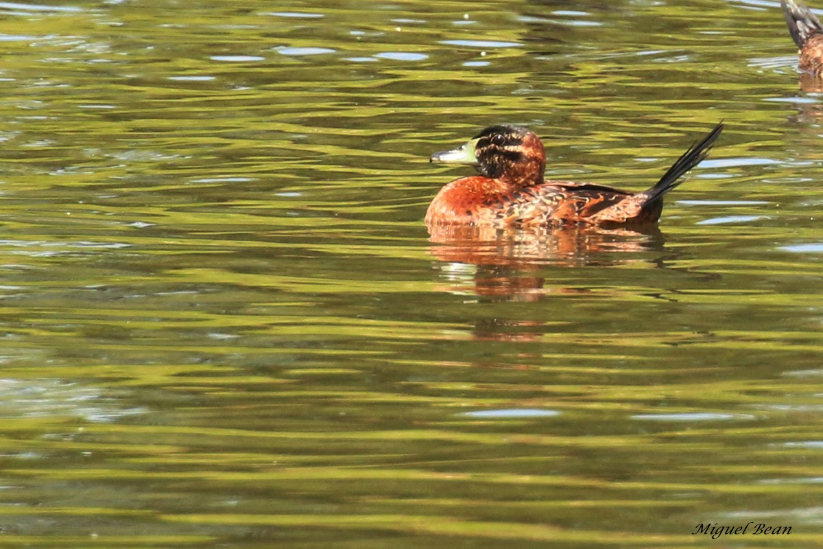 Masked Duck - ML288462811