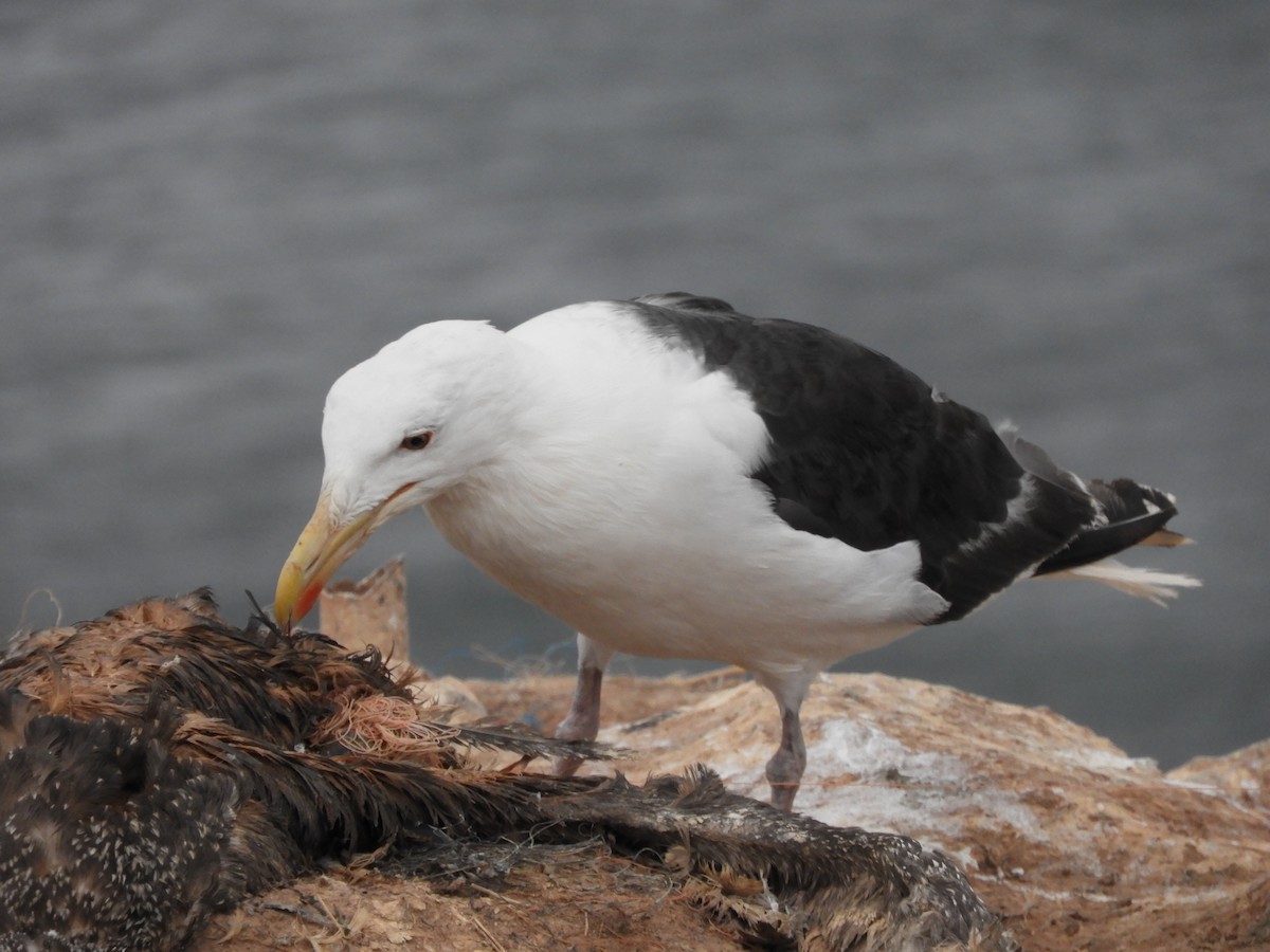 Great Black-backed Gull - Jonathan Hecke