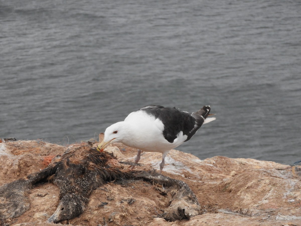 Great Black-backed Gull - Jonathan Hecke