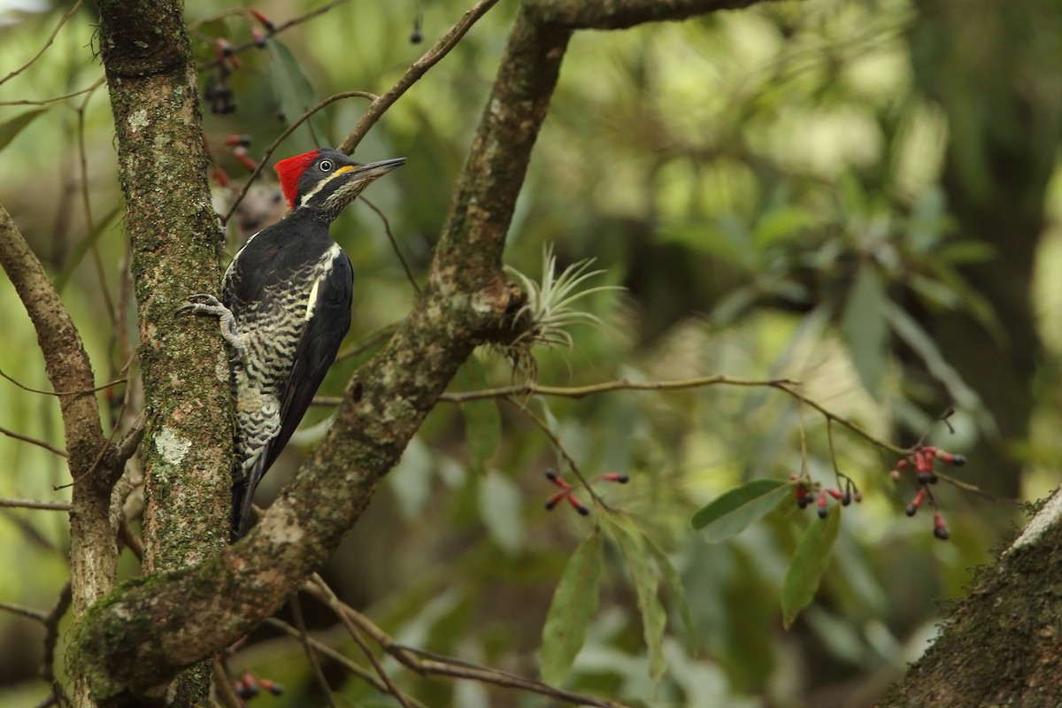 Lineated Woodpecker - ML288466861