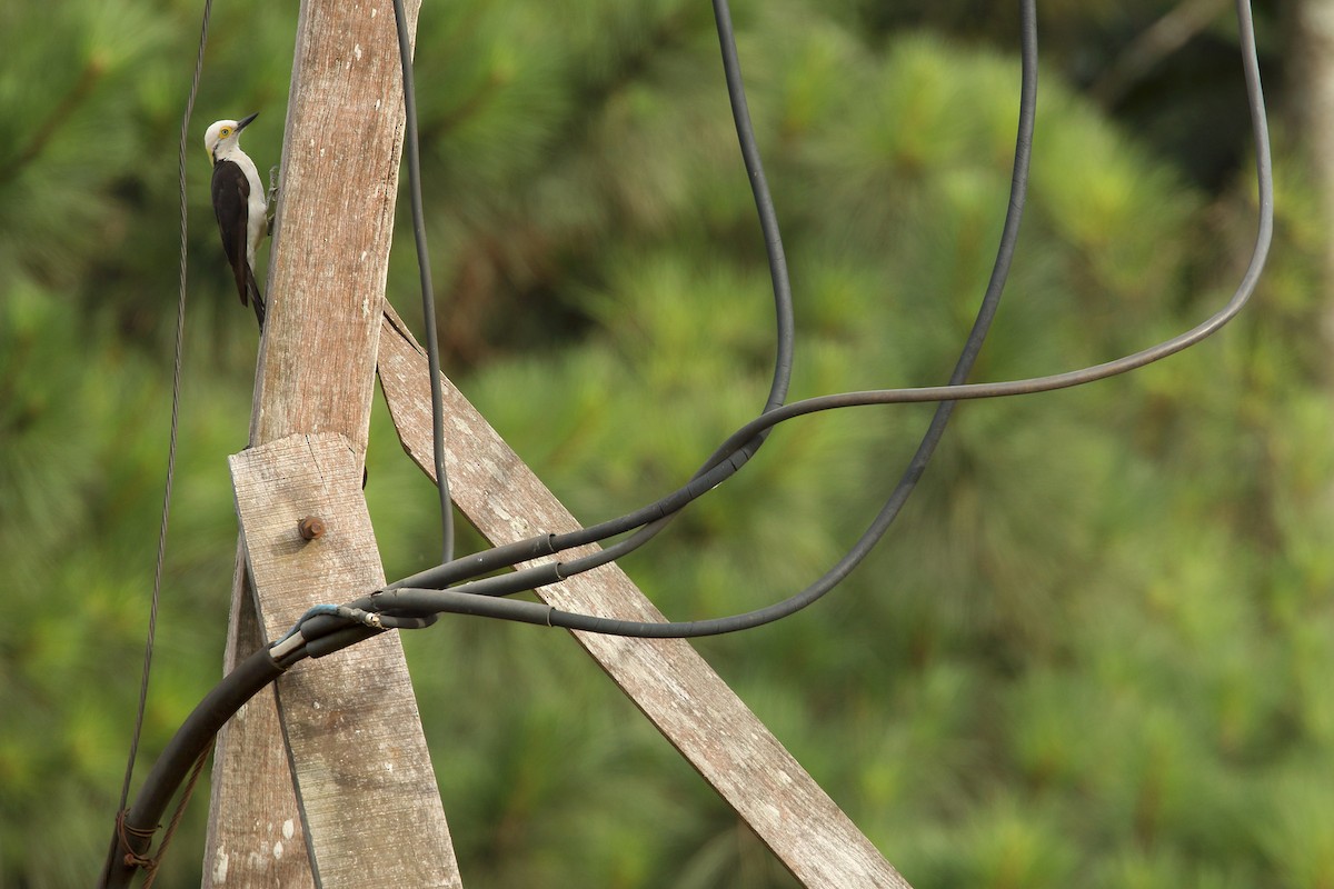 White Woodpecker - ML288466881