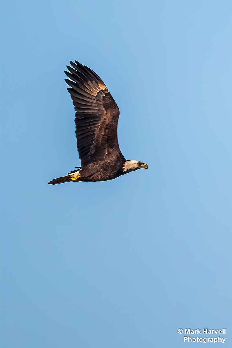 Bald Eagle - ML288467081