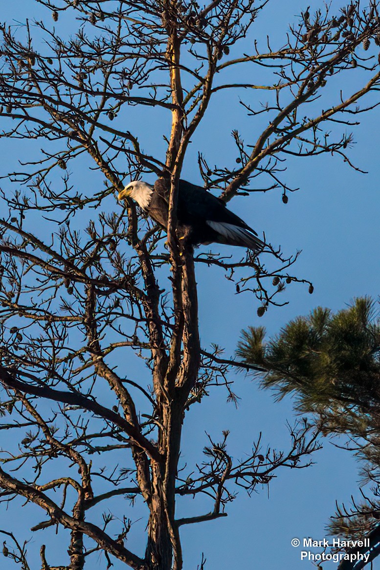 Bald Eagle - ML288467341