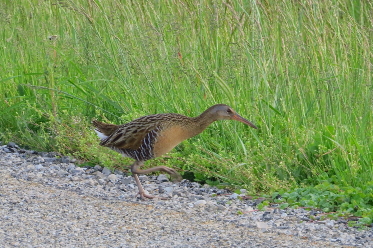 King Rail - ML28846741