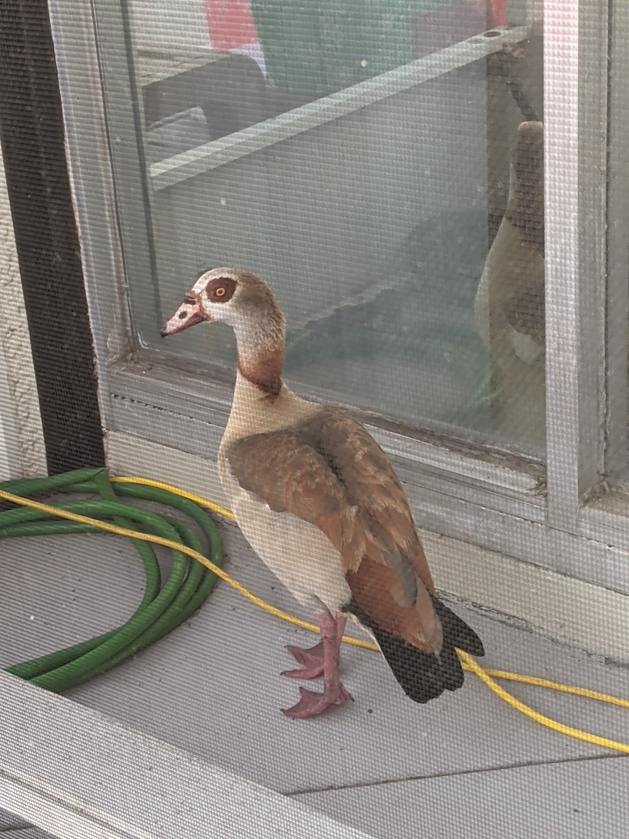 Egyptian Goose - ML288468051