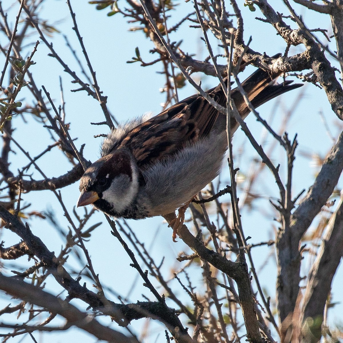 Moineau domestique - ML288468351