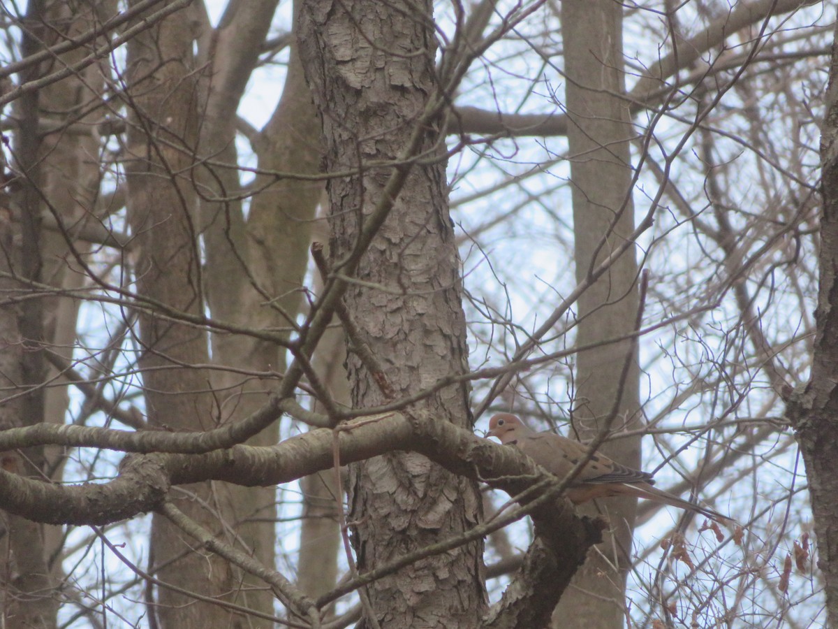 Mourning Dove - ML288468921