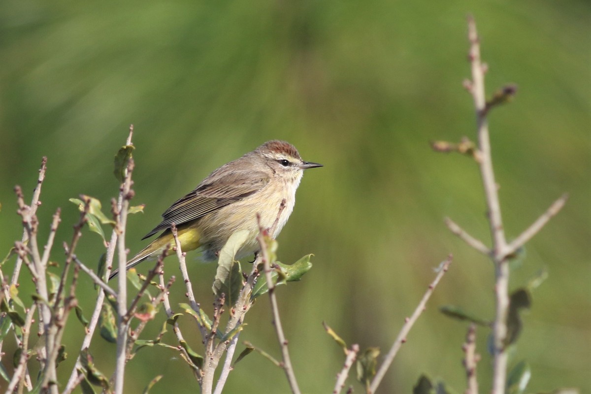 Palm Warbler - Margaret Viens