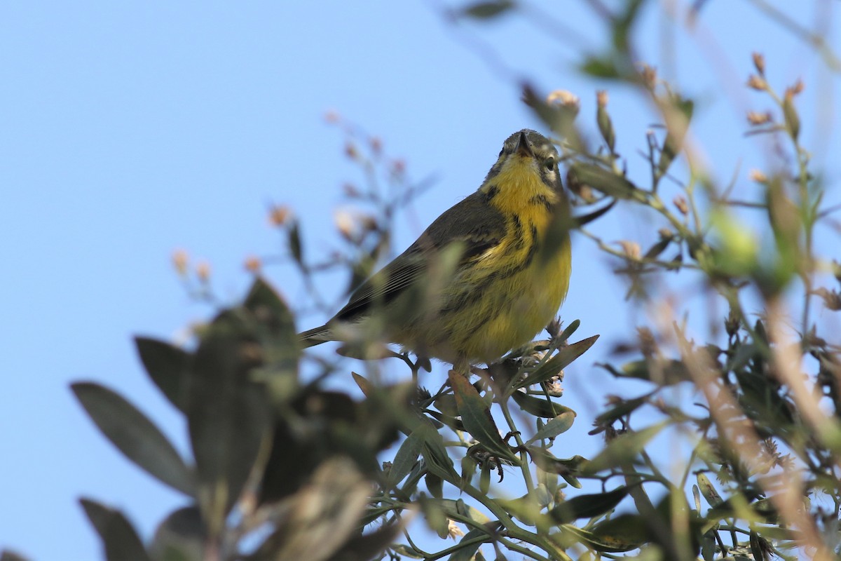 Prairie Warbler - Margaret Viens