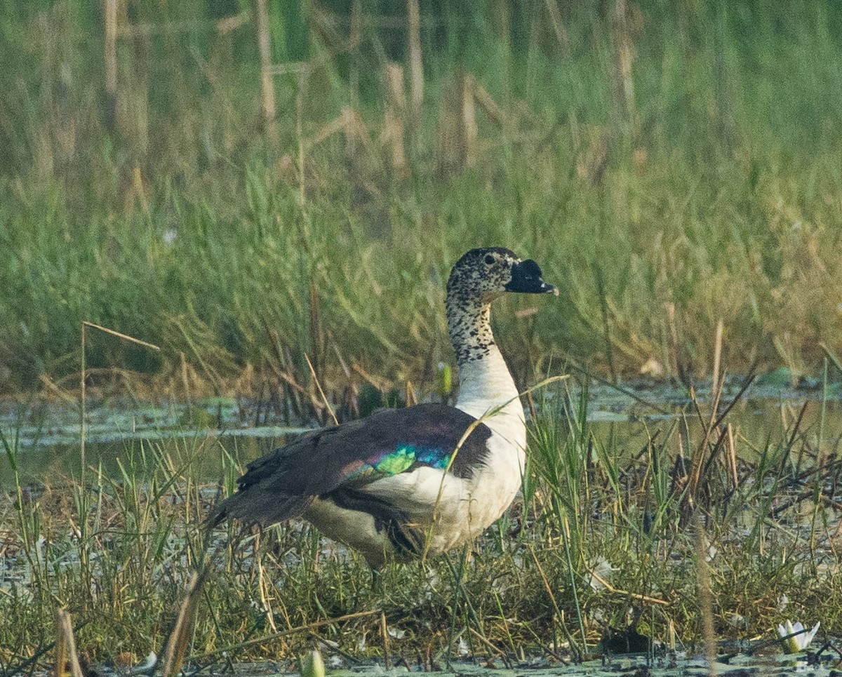 Knob-billed Duck - ML288471071