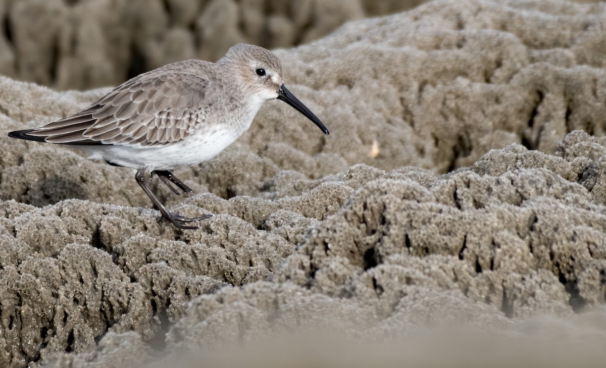 Dunlin - ML288471521