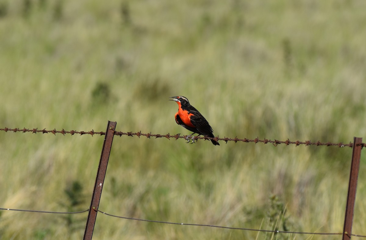 Pampas Meadowlark - ML288474111