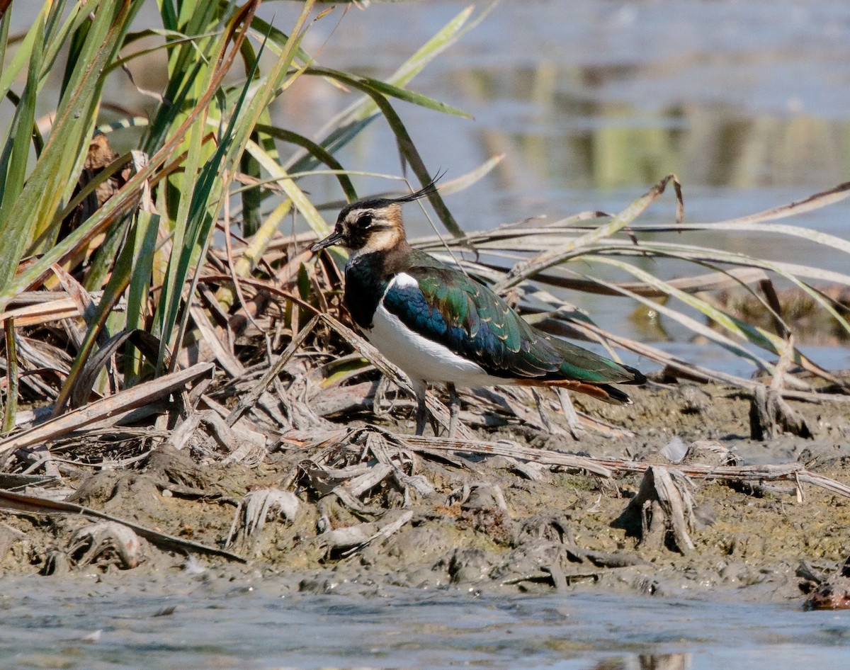 Northern Lapwing - Bob Bowhay