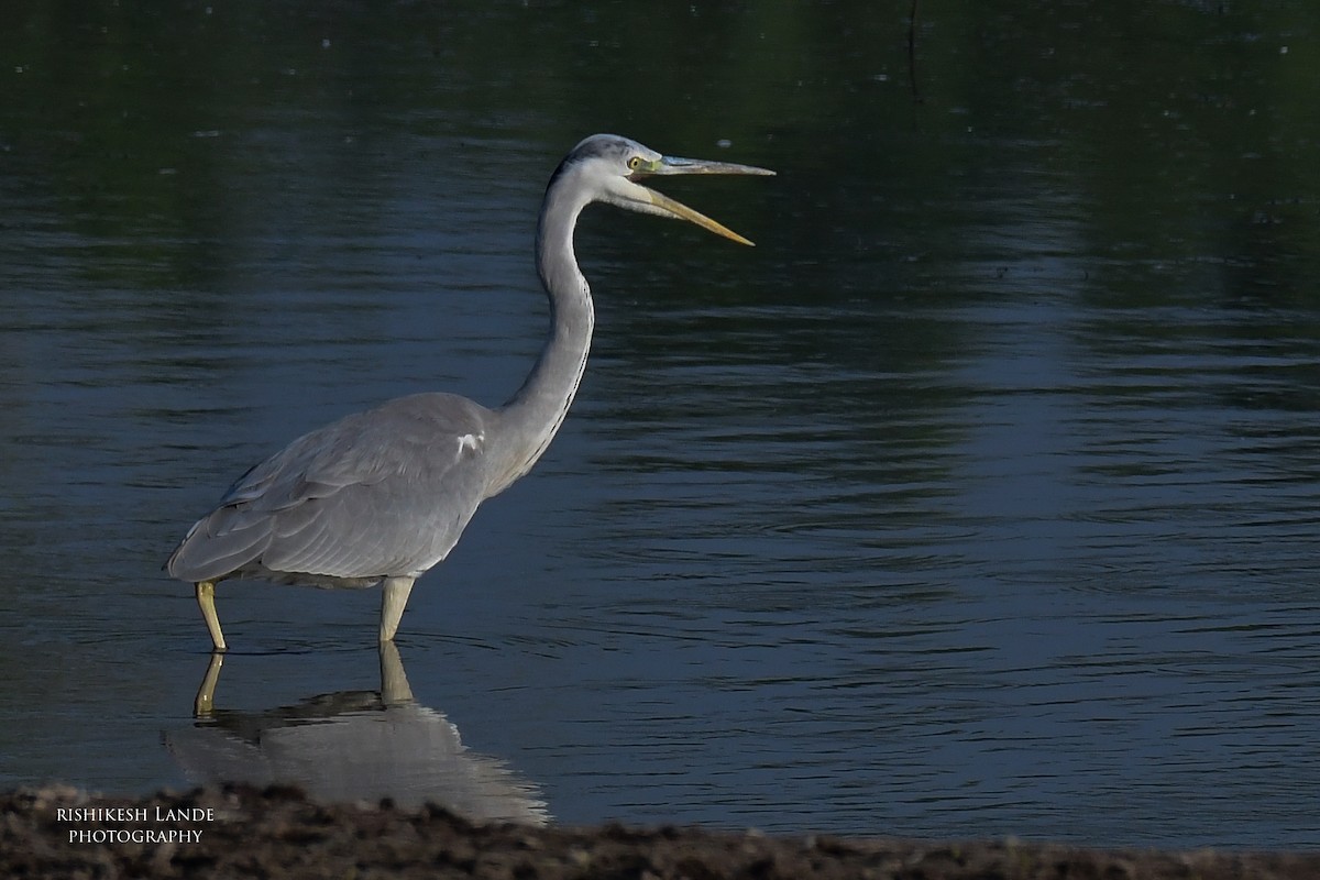 Gray Heron - Rishikesh  Lande