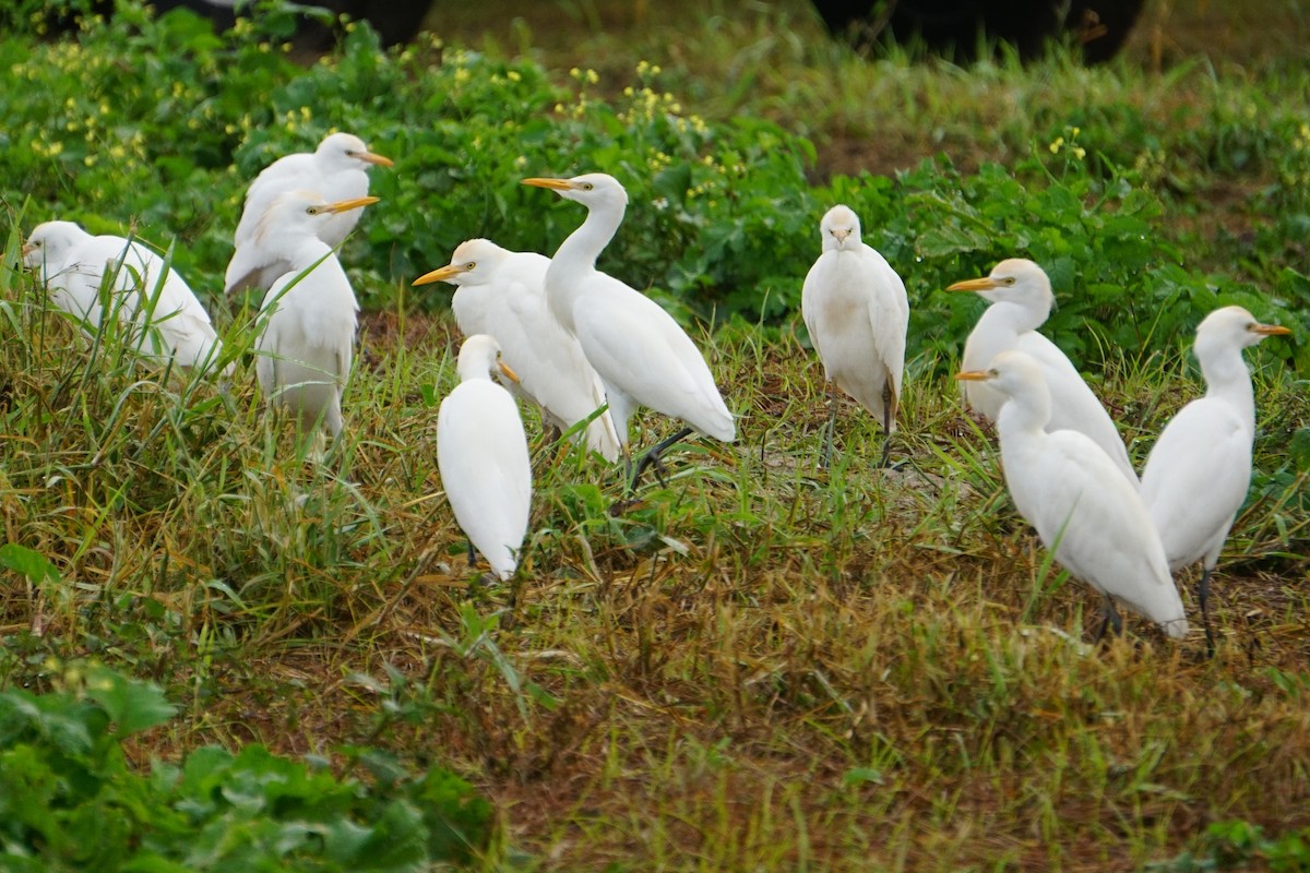 Western Cattle-Egret - ML288475791